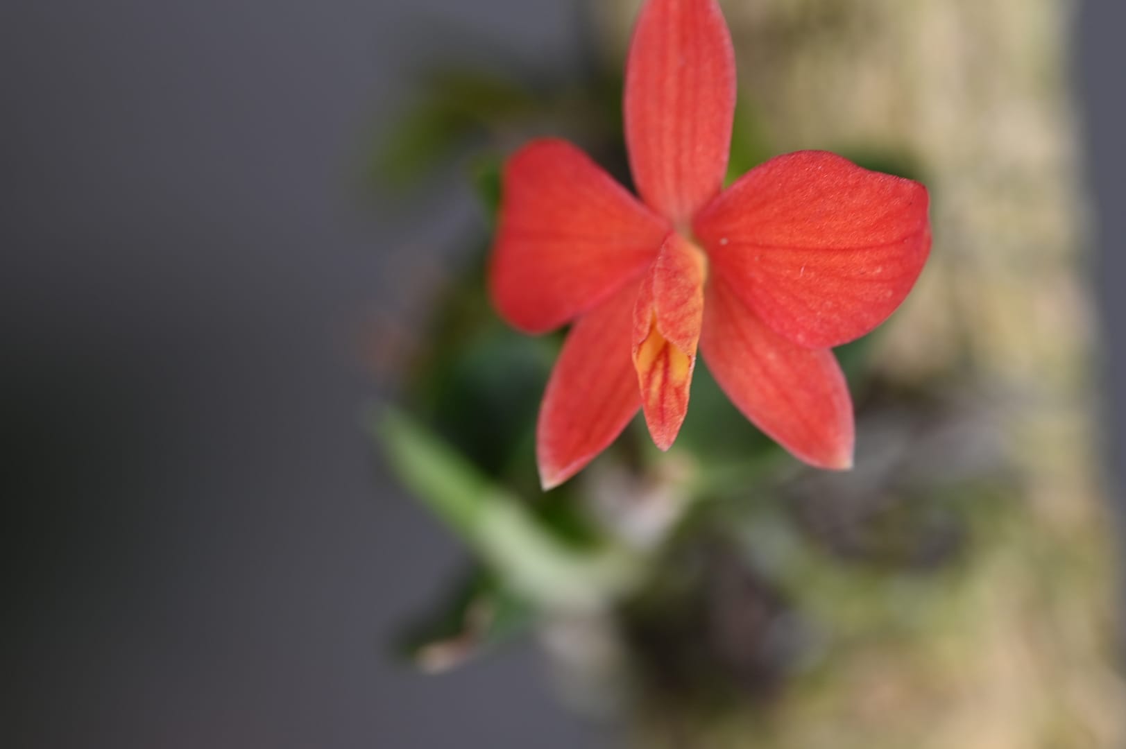 Orchideen im brasilianischen Dschungel – einfach an den Baum gebunden! 🌴🌸
