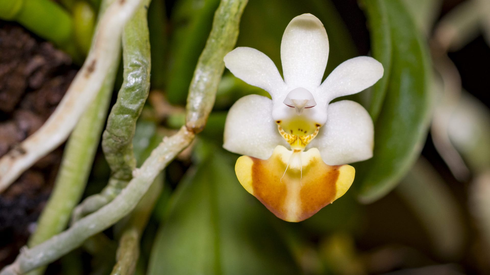 Phalaenopsis Evarise Blue Angel 'purple halo' 14 BVO_2940