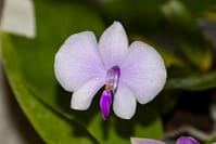 Phalaenopsis Naturformen 26 Phalaenopsis lowii