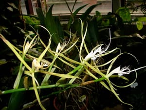 Meine Top 6 Mittelamerika Orchideen 3 DSC09026