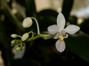 Phalaenopsis equestris 2 DSC09760