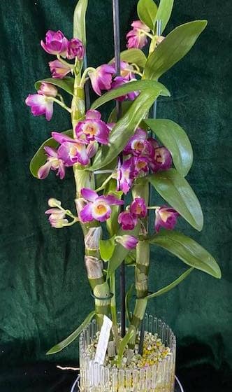 #1 Erfahrung über Colomi 5 Img 8817