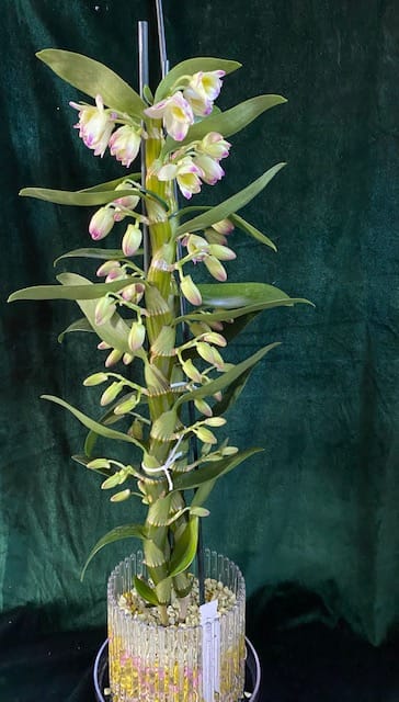 #1 Erfahrung über Colomi 6 IMG_8818