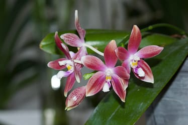 Phalaenopsis speciosa 5 Bvo 5042