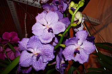 Vanda 3 Dsc01229