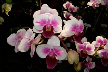 Phalaenopsis 3 Dsc09540