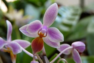 Phalaenopsis equestris 4 Mobile uploads 89