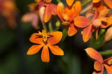 Epidendrum 4 Bvo 1363
