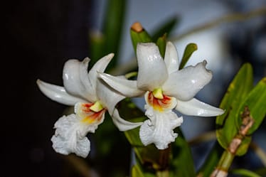 Dendrobium kontumense 3 Bvo 1376