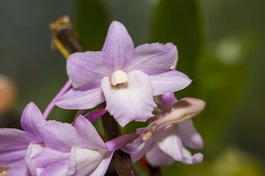 Dendrobium cumulatum 3 Dendrobium cumulatum