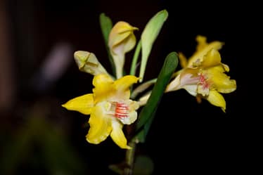 Dendrobium lowii 2 Bvo 8939