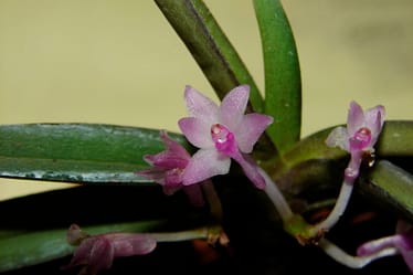 Vanda nana (Ascocentrum pusillum) 6 Ascocentrum pusillum