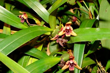 Maxillaria 3 Dsc00405