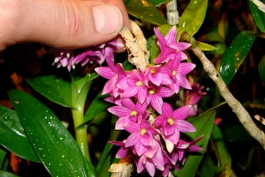 Dendrobium goldschmidtianum 2 Dsc00407
