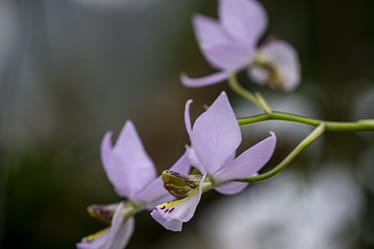 Meine Top 6 Mittelamerika Orchideen 3 Dsc01253