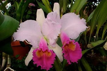 Cattleya 4 Dsc09056