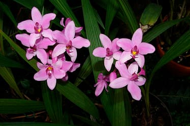 Orchideen Pflegekalender 2 Dsc09078