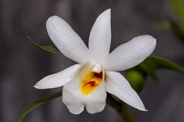 Dendrobium margaritaceum 8 Dendrobium margaritaceum