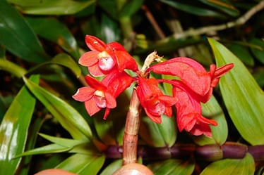 Dendrobium lawesii 2 O und m 09.02.2010 26