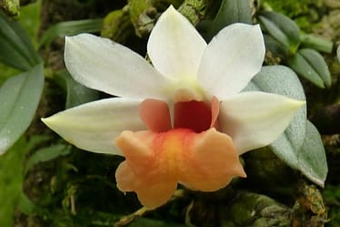 Dendrobium bellatulum 2 Orchids & more ismaning 17.07.2010 1