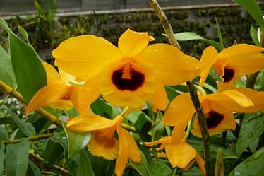 Dendrobium 3 Orchids & more ismaning 17.07.2010 18