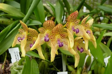 Bulbophyllum 3 Orchids & more ismaning 17.07.2010 3
