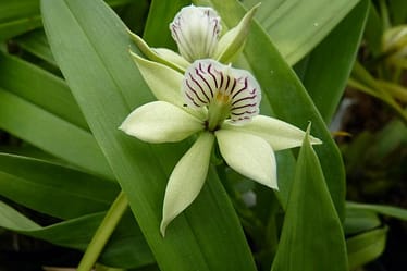Encyclia 4 Orchids & more ismaning 17.07.2010 52