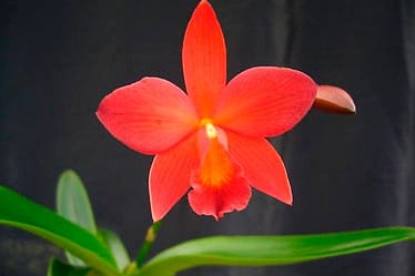 Cattleya die nächste große Gattung auf Youtube 30 Was dem gärtner so blüht! 14