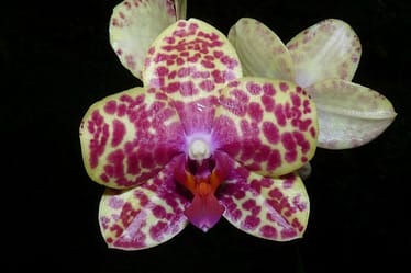 Hallo Orchideenfreunde! 2 Was dem gärtner so blüht! 4