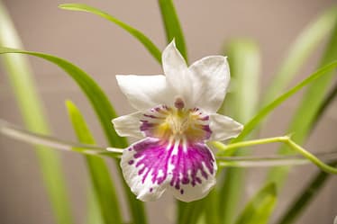 Miltonia phalaenopsis 3 Bvo 7006