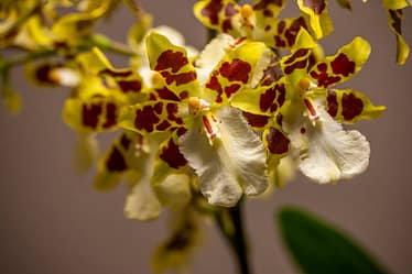 Colmanara Wildcat 'White lip' 3 Colmanara wildcat 'white lip' 2