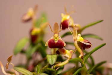 Epidendrum porpax 2 Epidendrum porpax 4