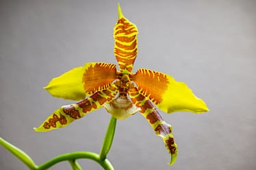 Rossioglossum Rawdon Jester 'Münchner Kindl' 3 Rossioglossum rawdon jester 1