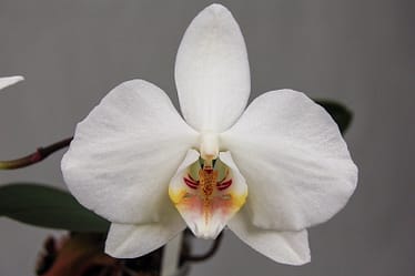 Phalaenopsis amabilis 2 Phalaenopsis amabilis grandiflora 1