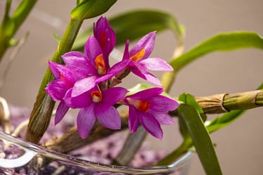 Dendrobium Hibiki 4 Bvo 7948