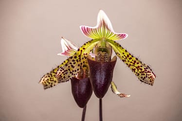 Paphiopedilum callosum 'Big' x sukhakulii 3 Bvo 8034