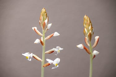 Juwelorchidee (Ludisia discolor) 2 Ludisia discolor 13
