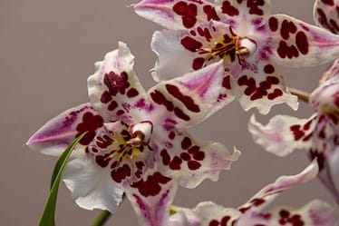 Odontoglossum Nippon 4 Odontoglossum nippon 5