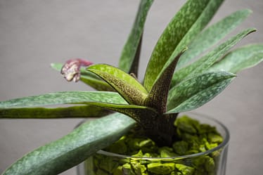 Paphiopedilum (niveum x wenshanense) x charlesworthii 3 Bvo 8620