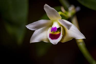 Dendrobium scoriarum 8 Dendrobium scoriarum