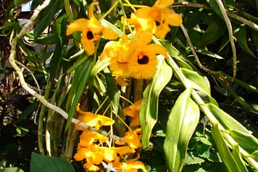 Dendrobium fimbriatum 3 Dendrobium fimbriatum v. oculatum