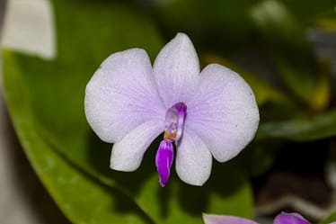 Phalaenopsis lowii 3 Phalaenopsis lowii