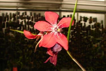 Dendrobium cinnabarinum 3 Dsc09441