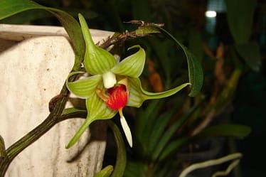 Dendrobium tobaense 4 Dendrobium tobaense