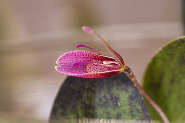 Restrepia elegans 7 Restrepia elegans 6
