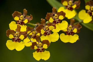 Oncidium Rainer 3 Bvo 1940