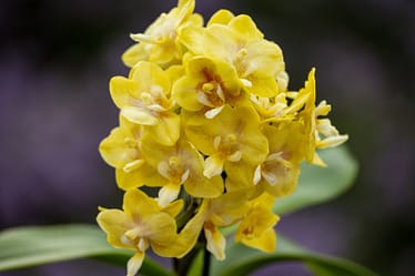 Phalaenopsis (Doritaenopsis) Sogo Banana 2 Bvo 2602