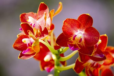 Phalaenopsis Sogo Fusion 3 Bvo 2720