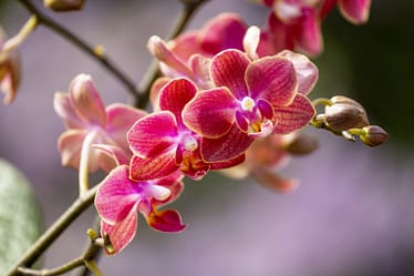 🌺 Phalaenopsis Diffusion – Zarte Blüten in kräftigem Farbspiel 4 Bvo 2728