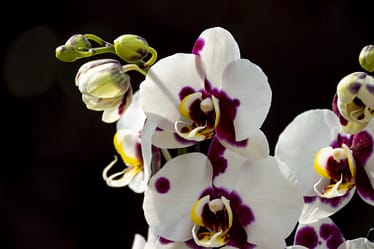 Wohlfühl-Temperaturen für Orchideen 2 Bvo 2760